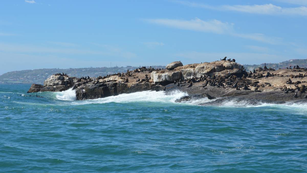 Seal Island Mossel Bay Activities Sandpiper Cottages
