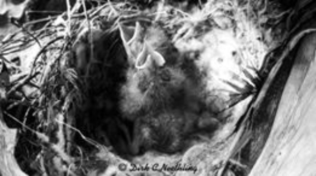 Boggomsbaai birdlife 4 - by Dirk C. Neethling